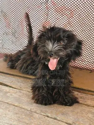 Shih Tzu Puppy