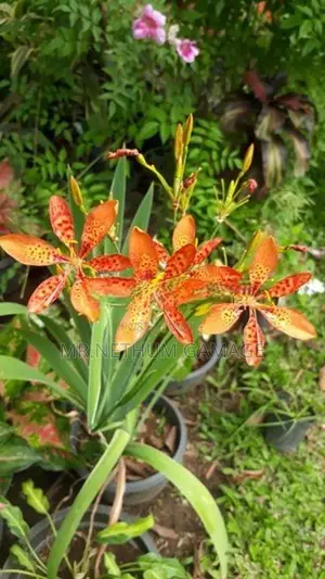 Ornamental plants