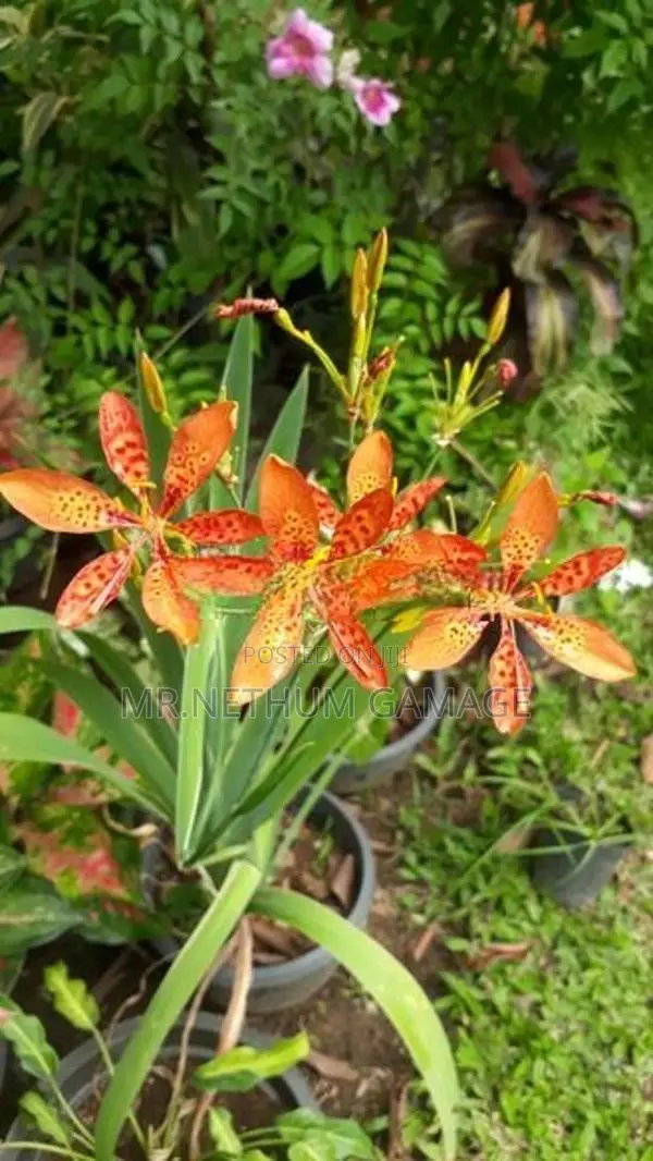 Ornamental plants