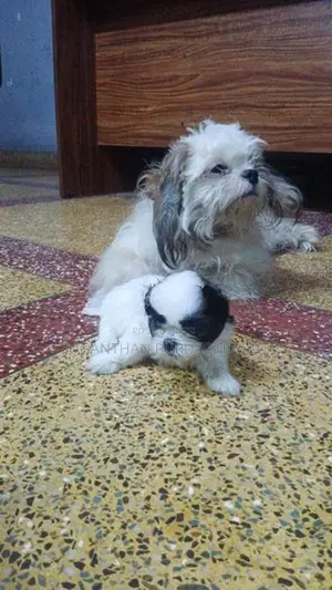 Shih Tzu Puppies