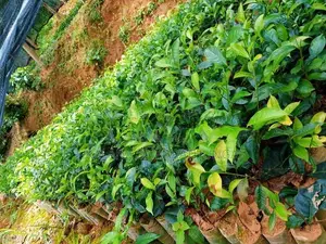තේ පැල | Tea Plants