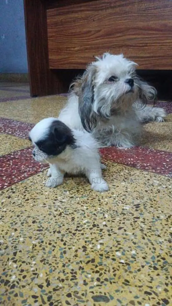 Shih Tzu Puppies