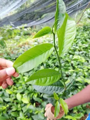 තේ පැල | Tea Plants