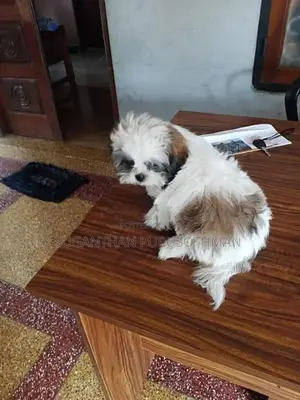 Shih Tzu Puppies