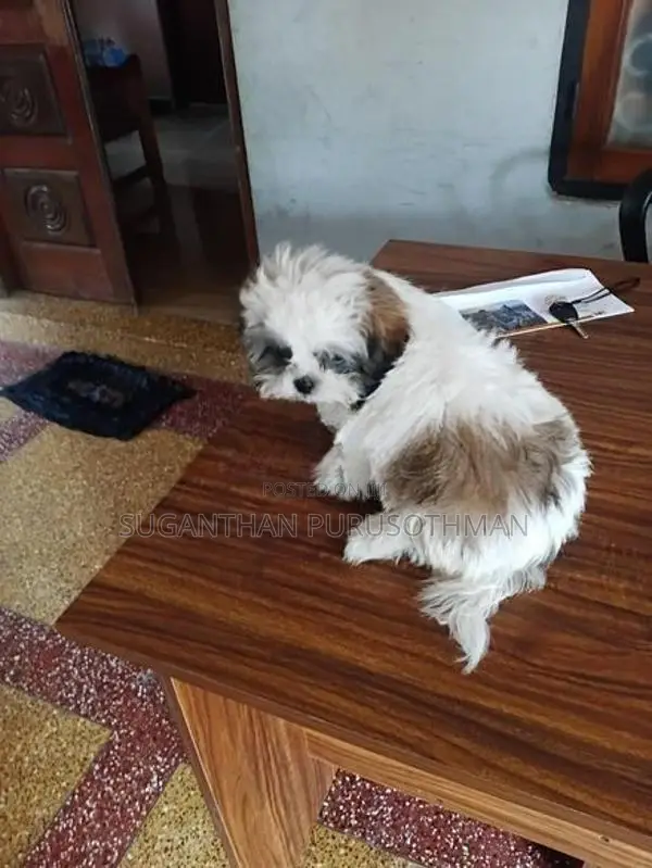 Shih Tzu Puppies