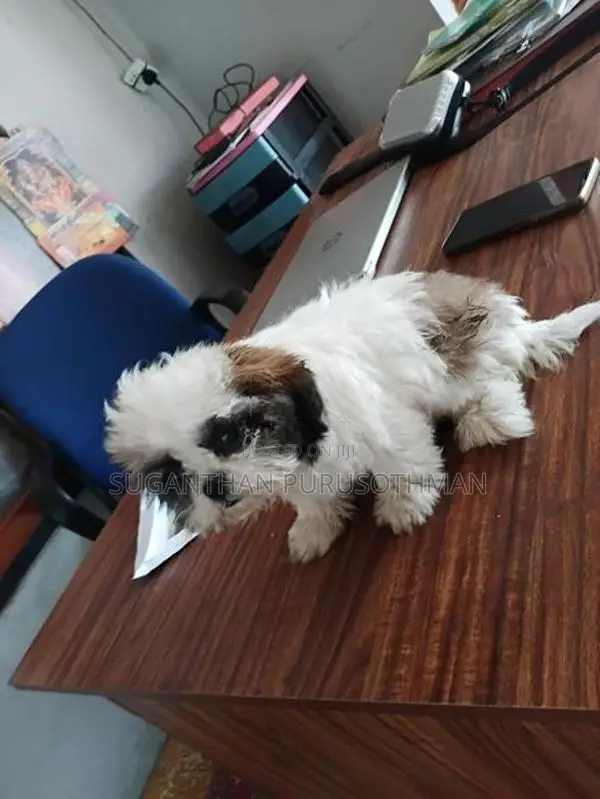 Shih Tzu Puppies