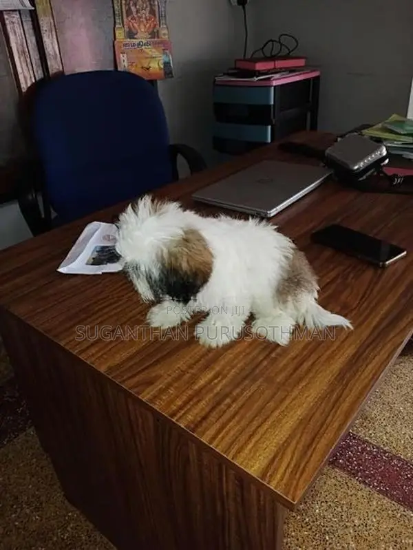 Shih Tzu Puppies
