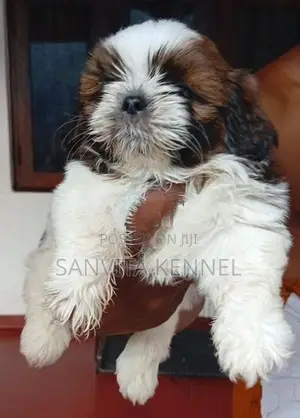 Shih Tzu Puppy