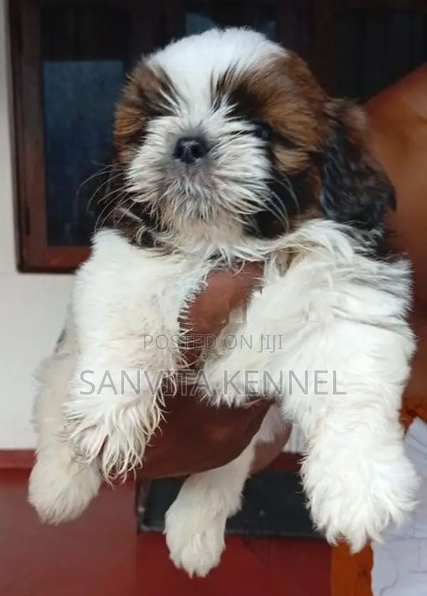 Shih Tzu Puppy