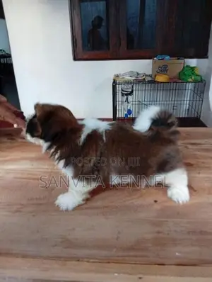 Shih Tzu Puppy