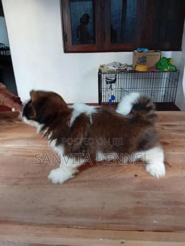 Shih Tzu Puppy