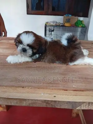 Shih Tzu Puppy