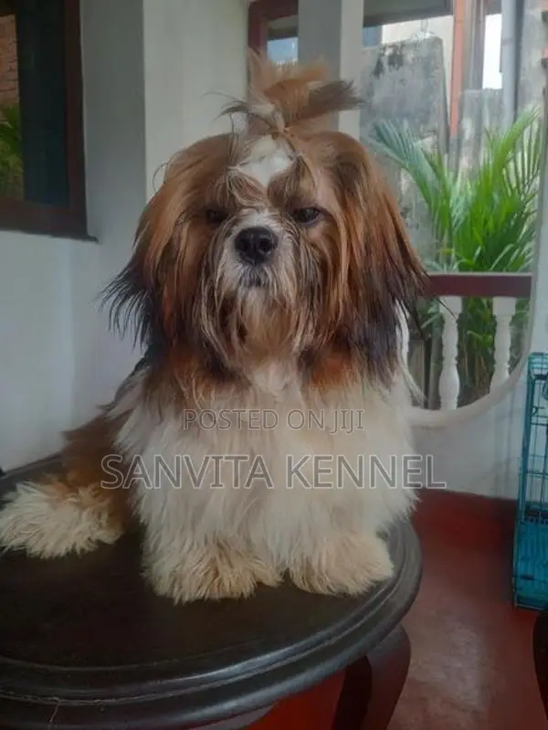 Shih Tzu Puppy