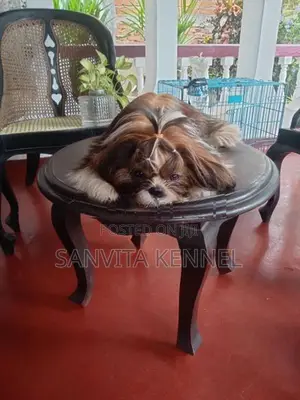 Shih Tzu Puppy
