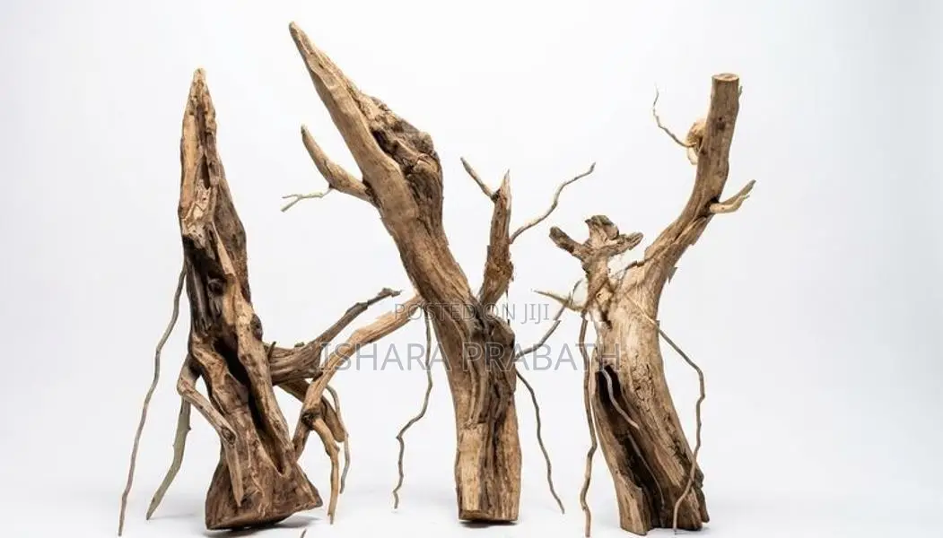 Bonsai Driftwoods
