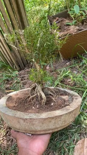 Bonsai Plant