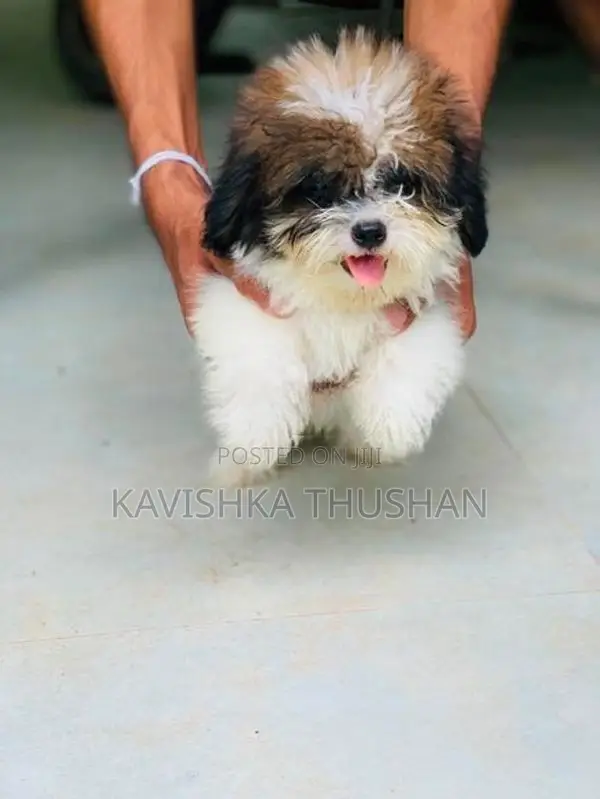 Shih Tzu Puppies