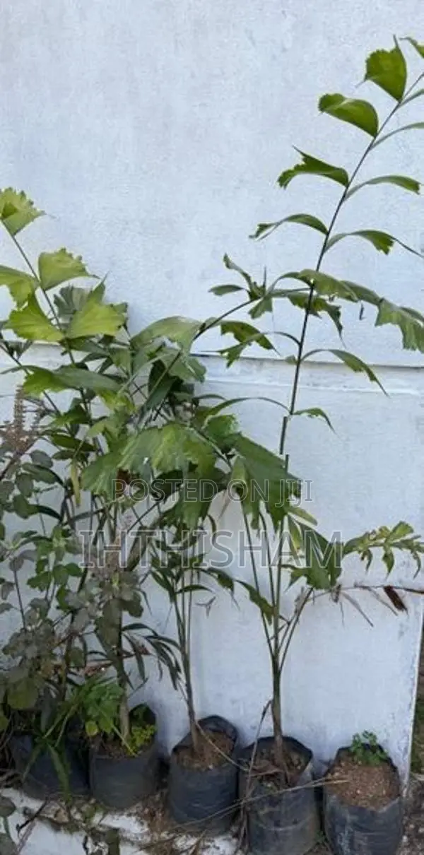 Foxtail Plants