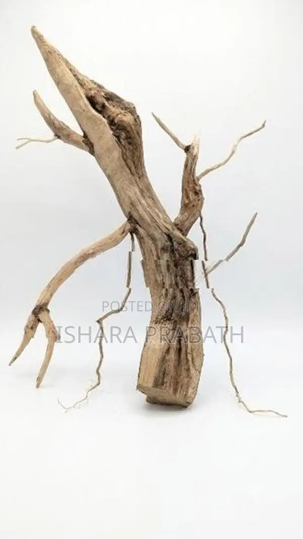Bonsai Driftwoods