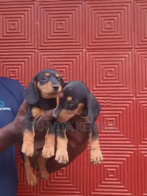 Dachsund Remale Puppy
