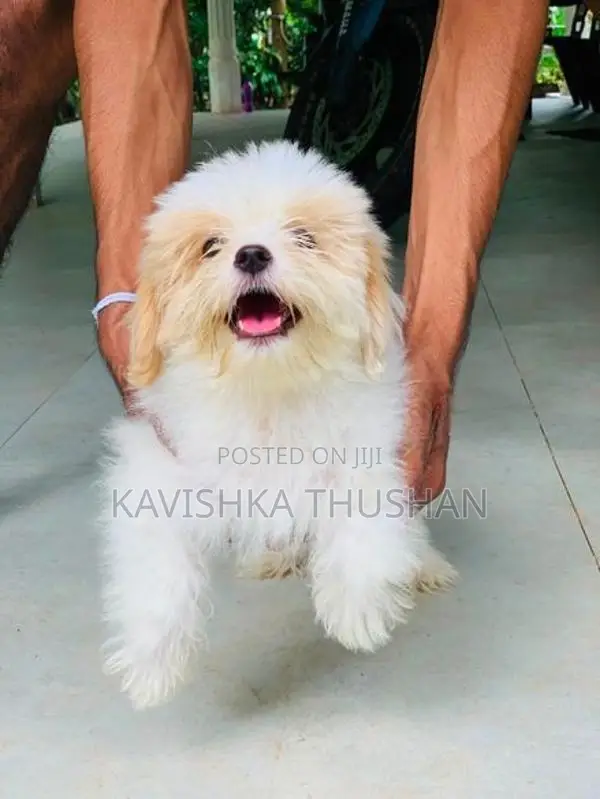 Shih Tzu Puppies