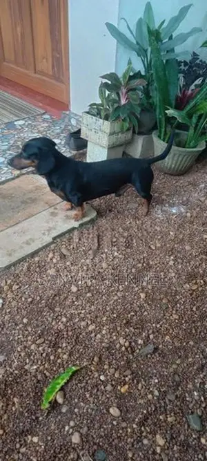 Dachsund Remale Puppy