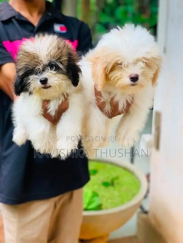 Shih Tzu Puppies