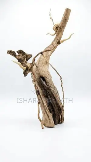 Bonsai Driftwoods