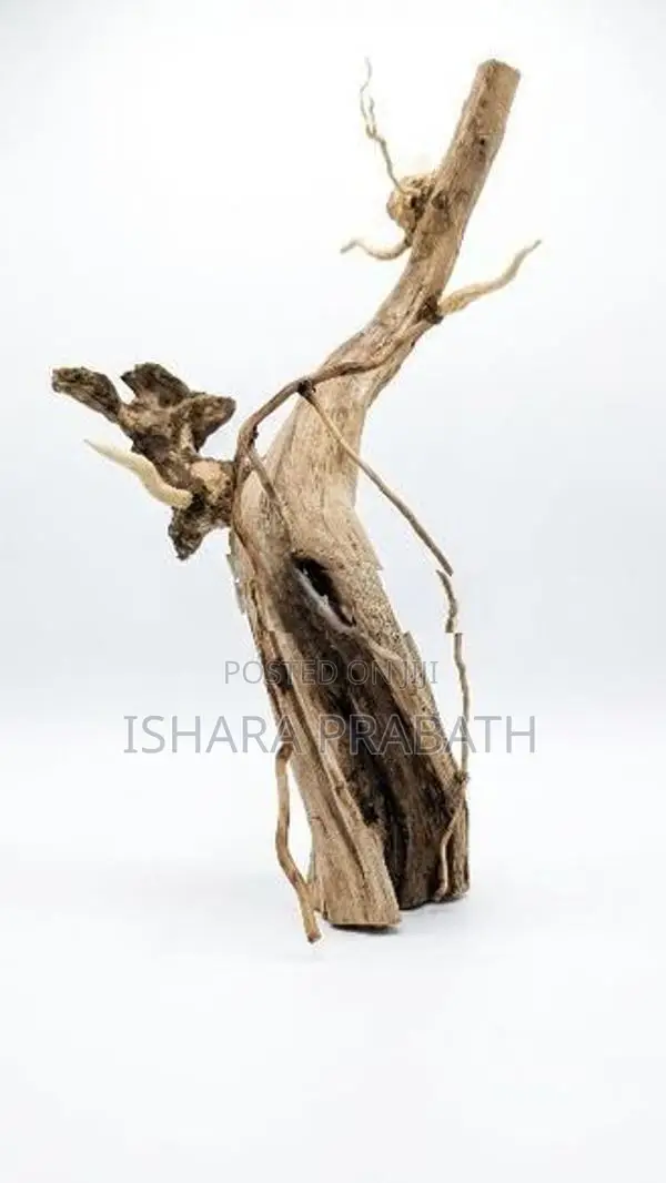 Bonsai Driftwoods