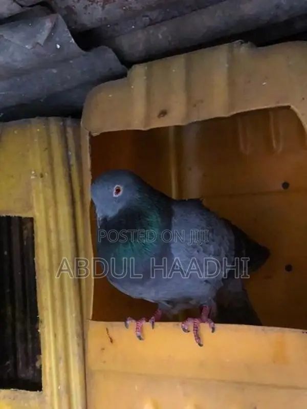 Sirima Pigeon