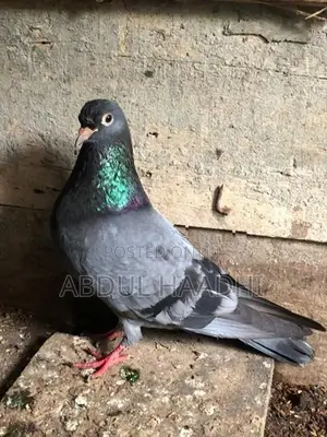 Sirima Pigeon