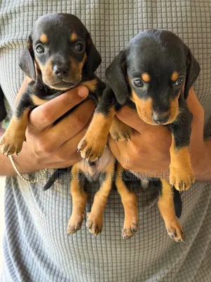1-3 months Male Purebred Dachshund