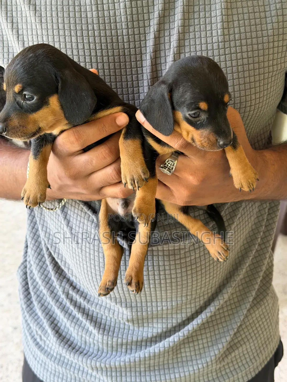 1-3 months Male Purebred Dachshund