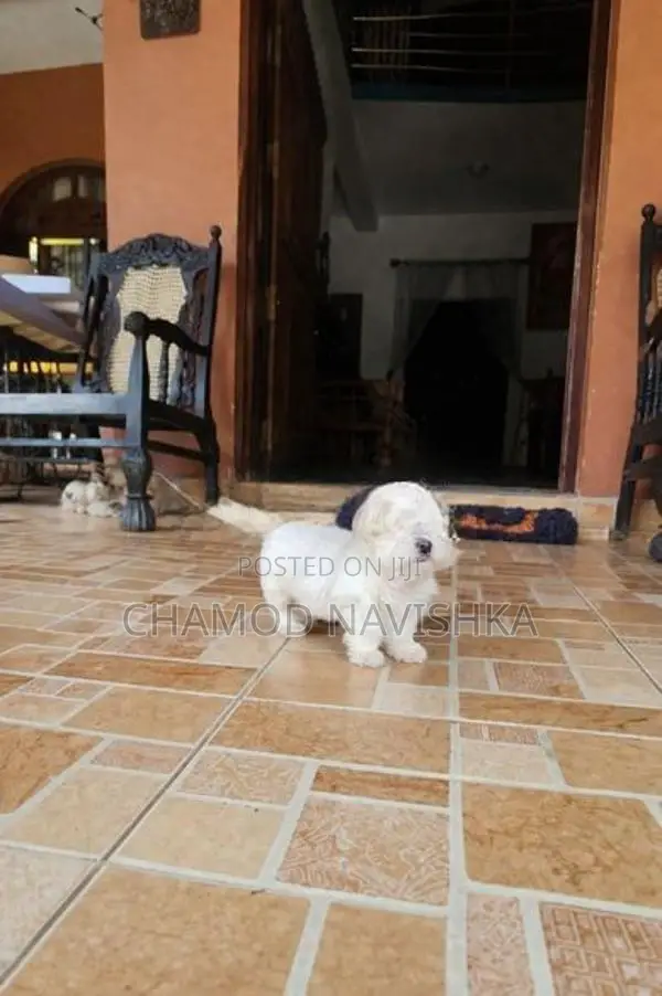 Shih Tzu Puppies