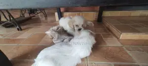 Shih Tzu Puppies