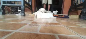Shih Tzu Puppies