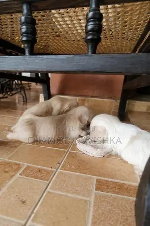 Shih Tzu Puppies