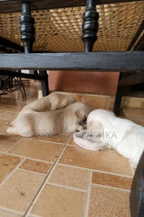 Shih Tzu Puppies