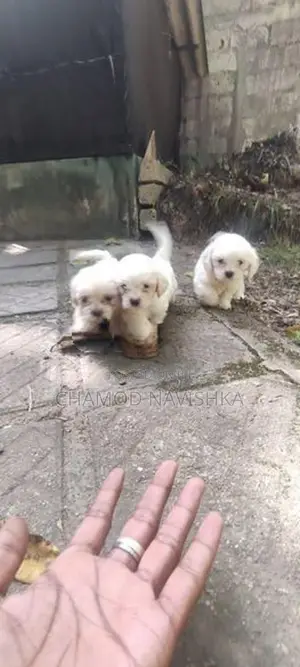 Shih Tzu Puppies