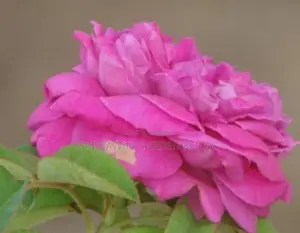 rose plant