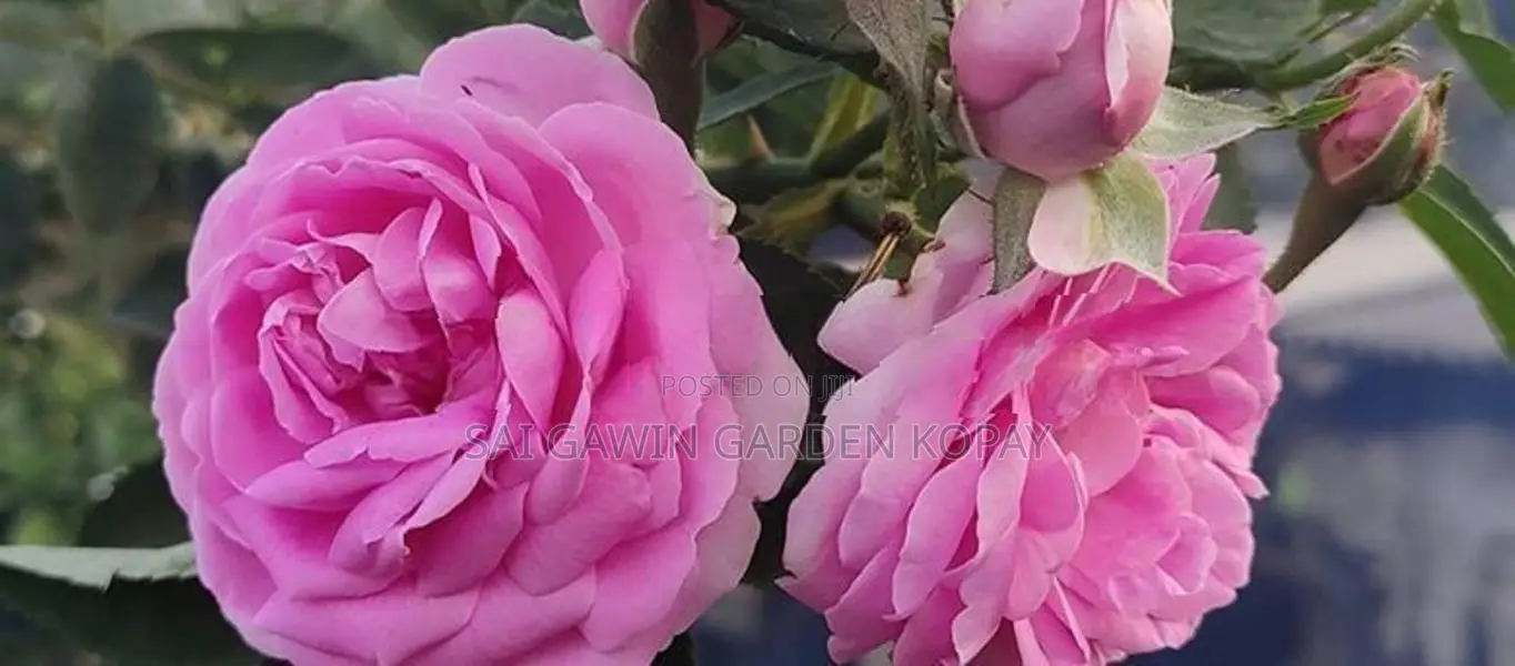 rose plant