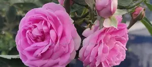 rose plant