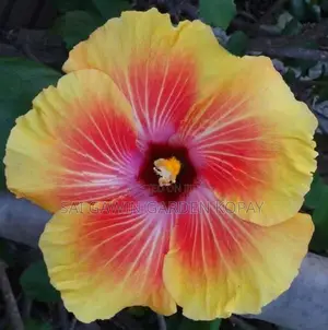 Hibiscus