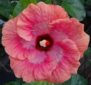 Hibiscus