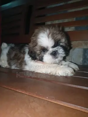 1-3 months Female Purebred Shih Tzu