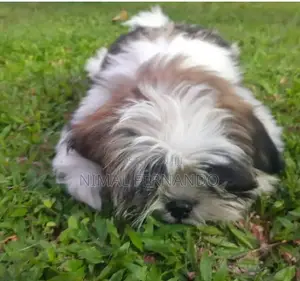 1-3 months Female Purebred Shih Tzu