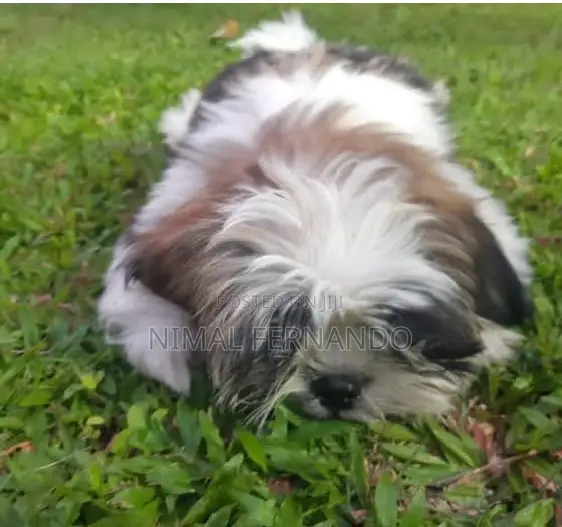1-3 months Female Purebred Shih Tzu