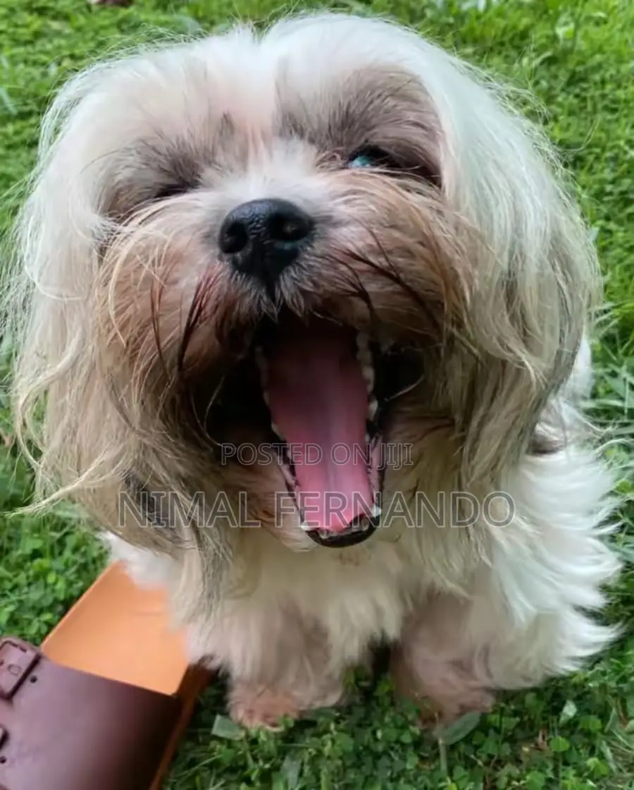 1-3 months Female Purebred Shih Tzu