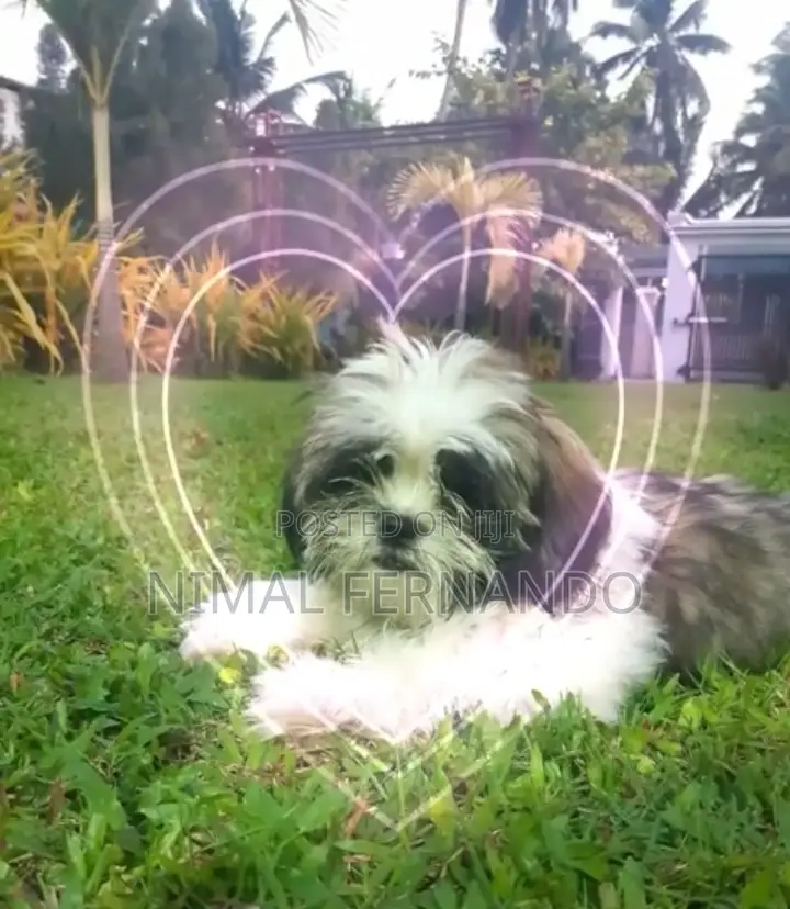 1-3 months Female Purebred Shih Tzu