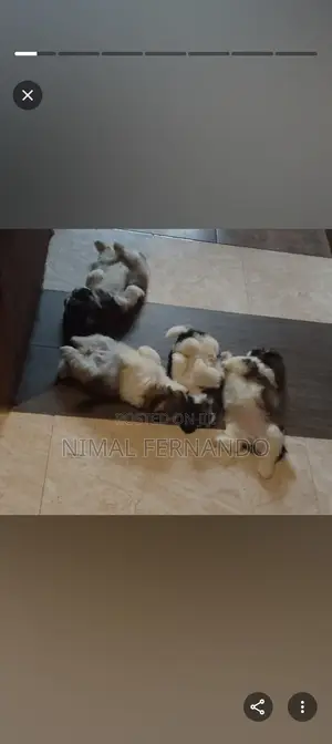 1-3 months Female Purebred Shih Tzu